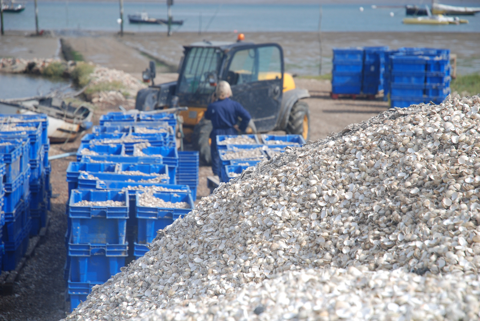 Shellcrete: Transforming Sea Shells Into Low-Carbon Materials