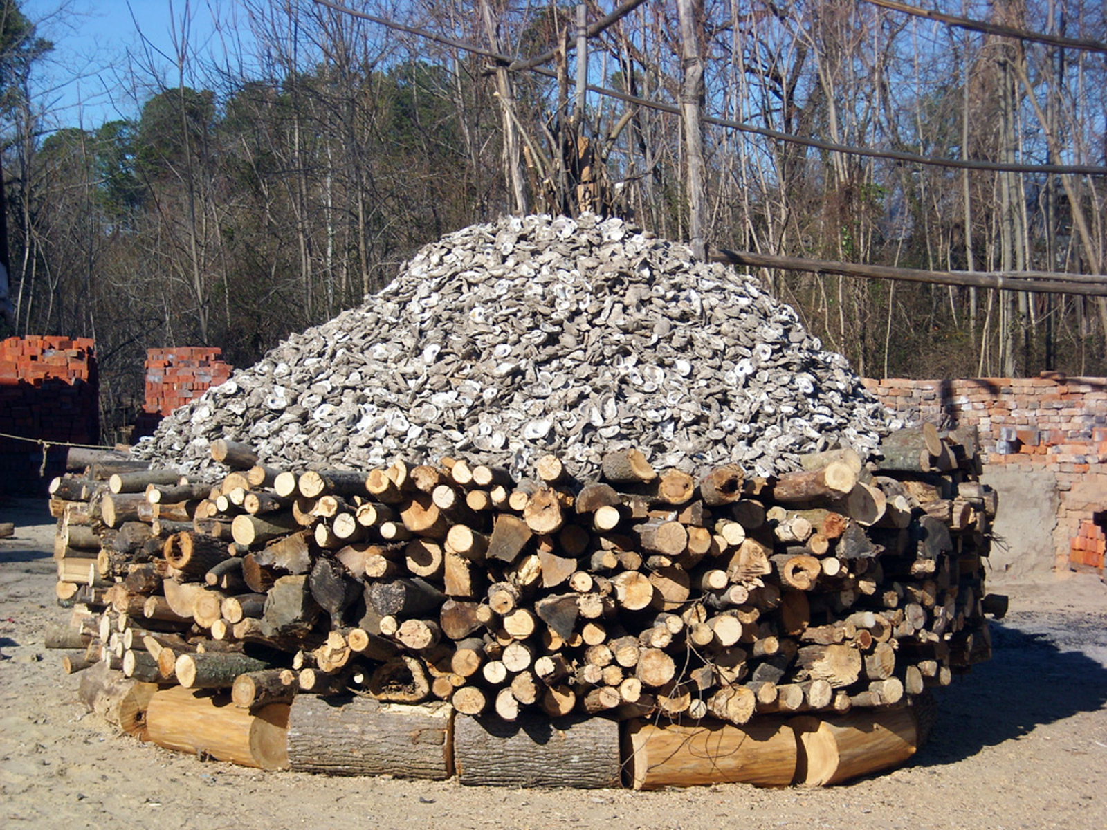 Oyster shells before prepared on bonfire