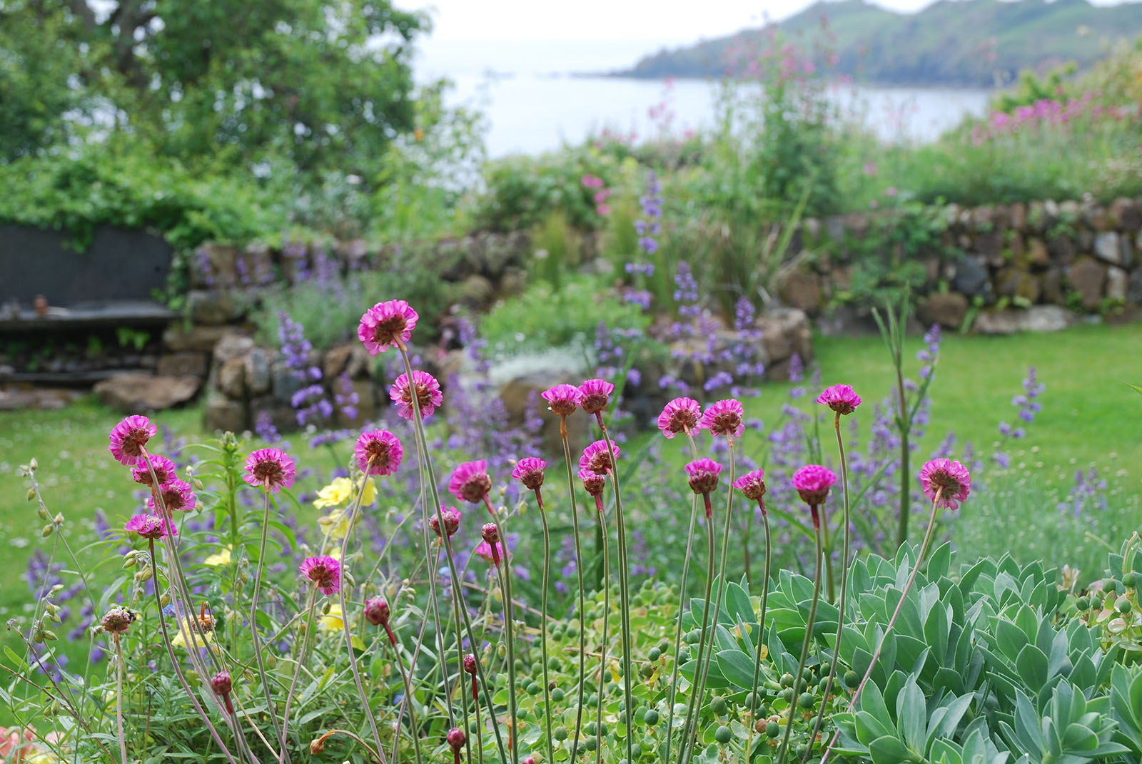 Native plants in Coverack Cottage Garden