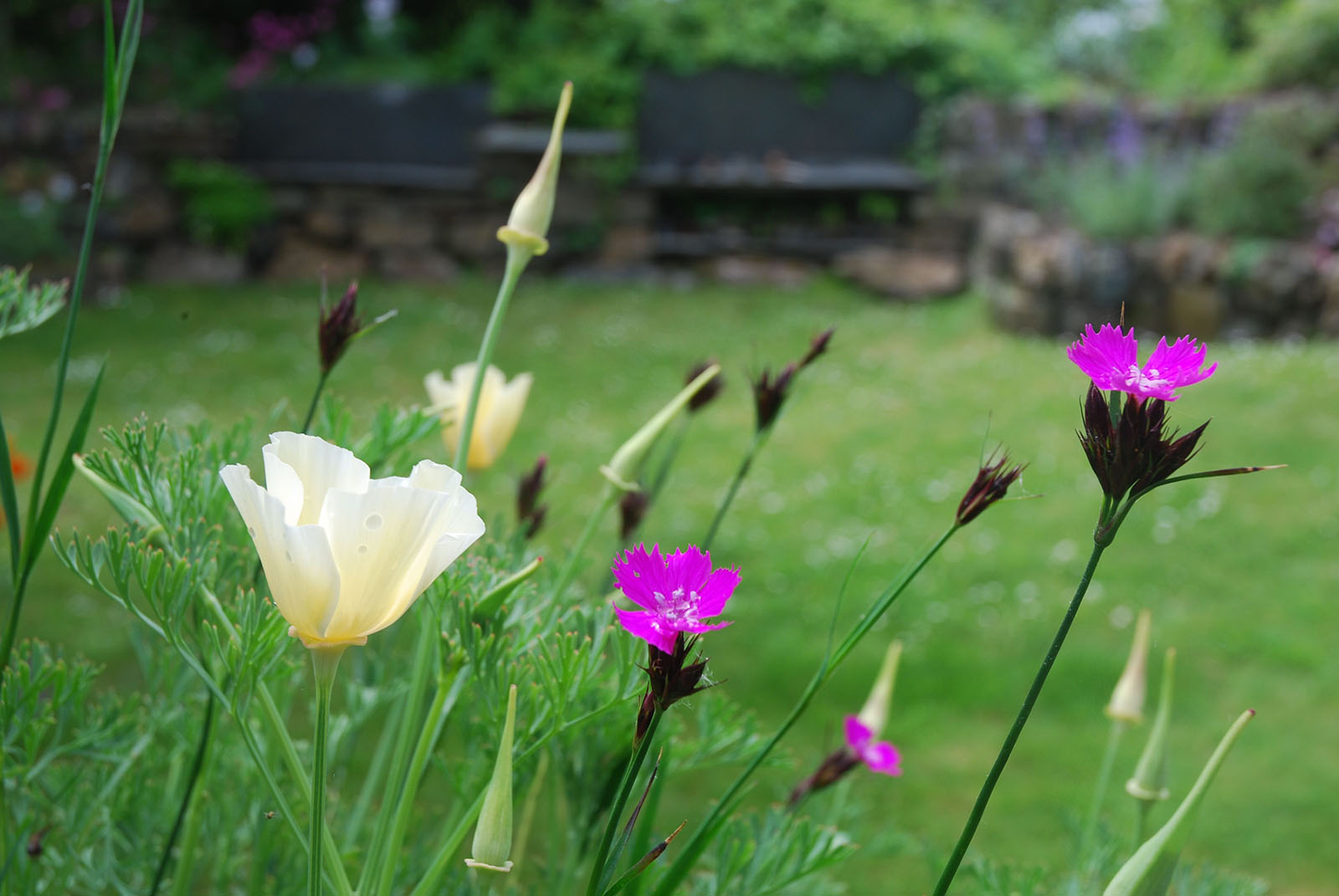 Eschscholzia and Dianthus carthusianorum in Coverack Cottage Garden