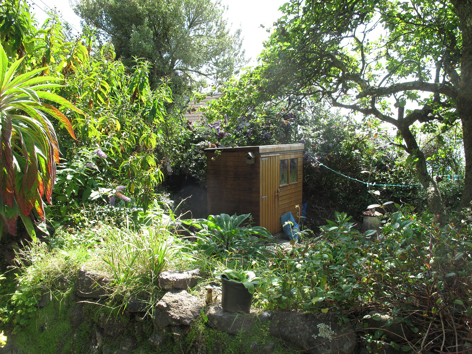 Overgrown garden before renovation